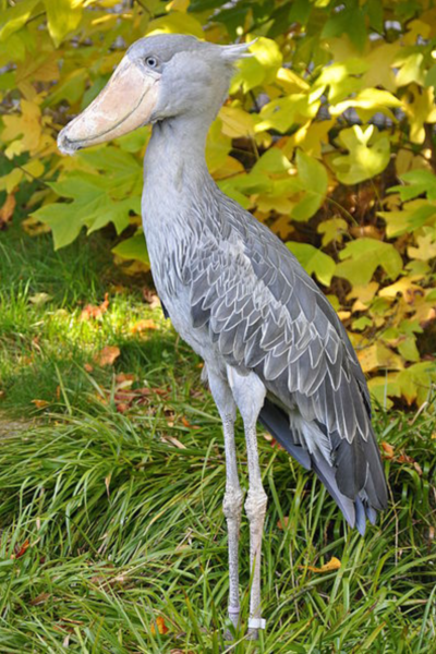 Cool Bird