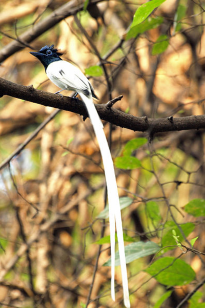 Cool Bird